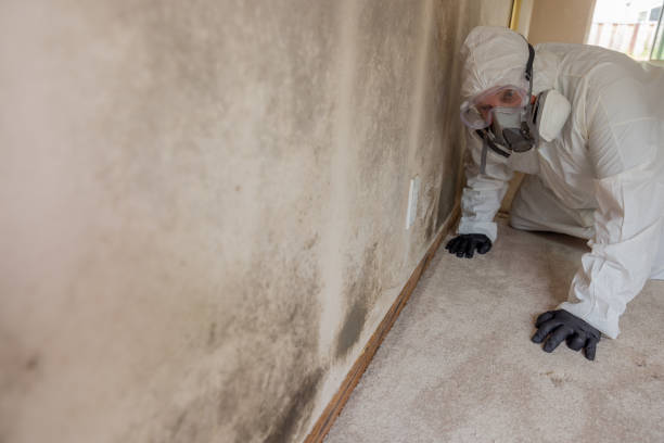 Best Industrial Mold Remediation  in Santa Fe Springs, CA